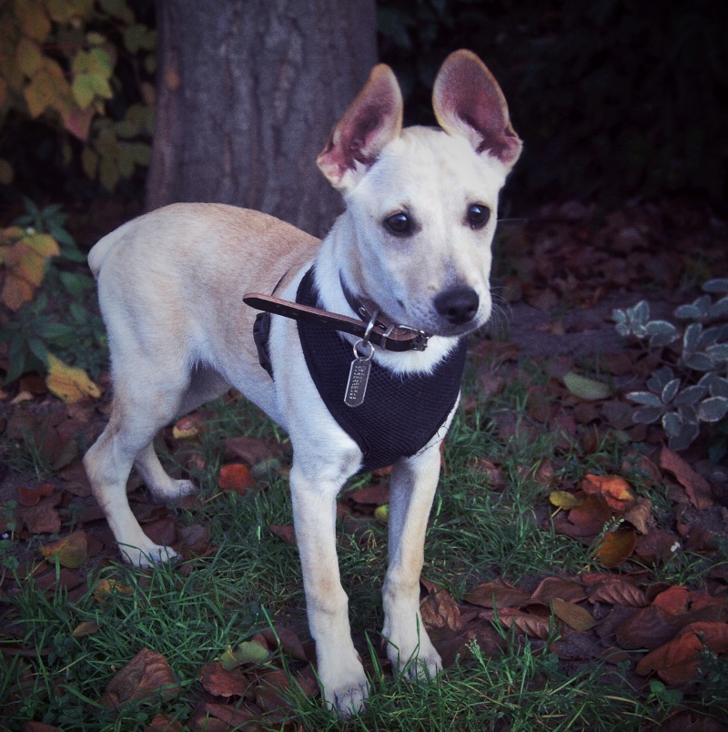 Axel, petit mâle né en juin 2015, petit modèle Truffe10