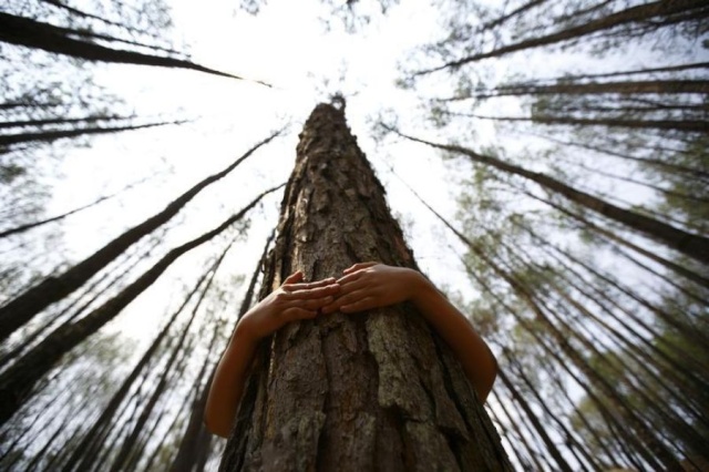 Les arbres ont-ils une influence sur votre spiritualité ? - Page 32 Calin-12