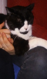 Skippy, très gentil chat noir et blanc, né vers 2011 20160111