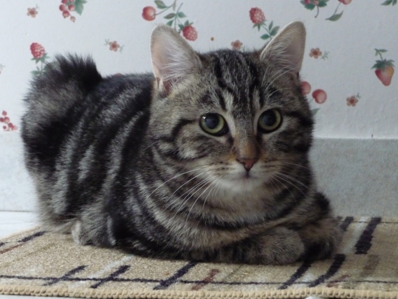 Chatfouine, chatonne tigrée née en juillet 2015 P1180111