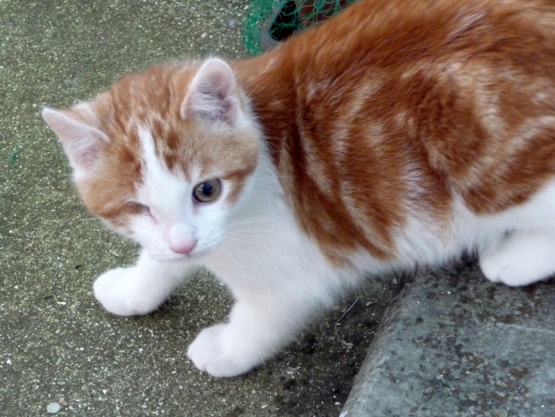 Harlock, chaton roux et blanc né début septembre 2015 P1180513