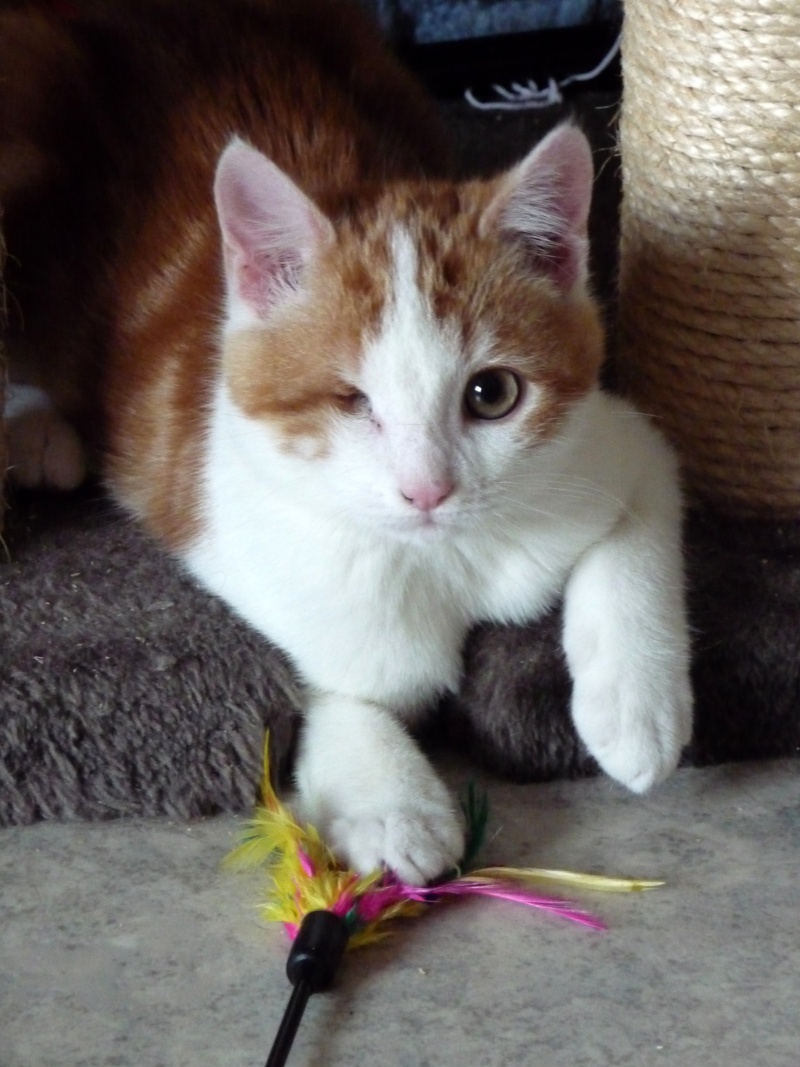 Harlock, chaton roux et blanc né début septembre 2015 P1180611
