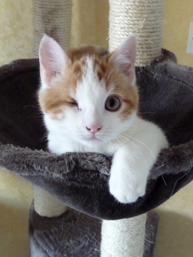 Harlock, chaton roux et blanc né début septembre 2015 P1180717