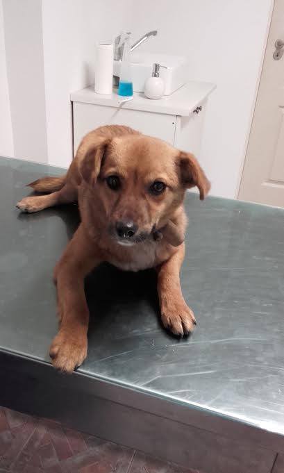 Foxy, petite chienne trouvée avant Noel, née en mars 2015 - Adoptée en Roumanie 12347610
