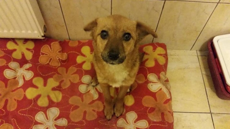 Foxy, petite chienne trouvée avant Noel, née en mars 2015 - Adoptée en Roumanie 12565311