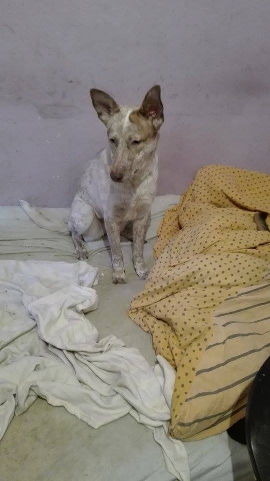 Aida, petite chienne née en mai 2015, taille moyenne 12576110