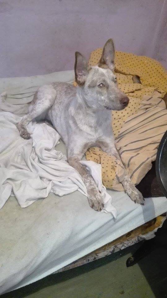 Aida, petite chienne née en mai 2015, taille moyenne 12607310