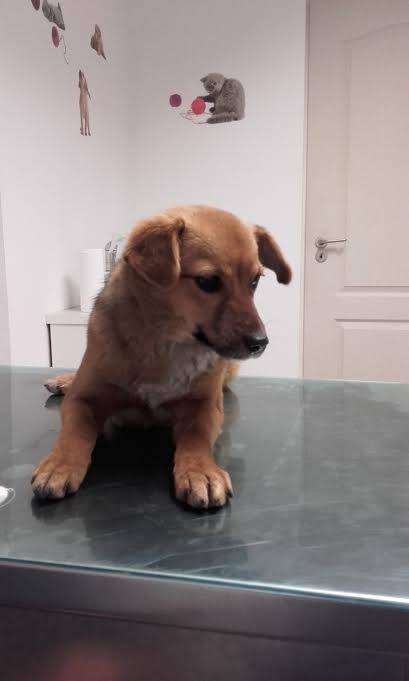 Foxy, petite chienne trouvée avant Noel, née en mars 2015 - Adoptée en Roumanie 94678710