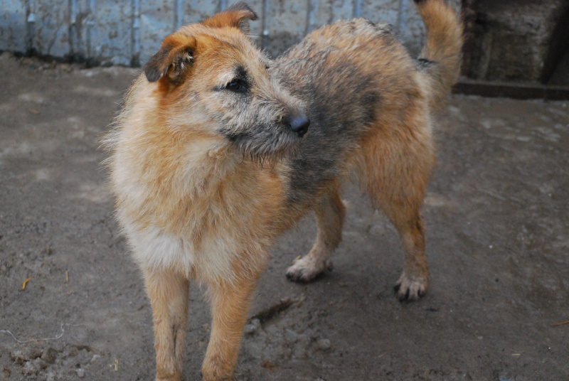 Kiara, petite louloute adorable, née en mai 2015 Dsc_0743