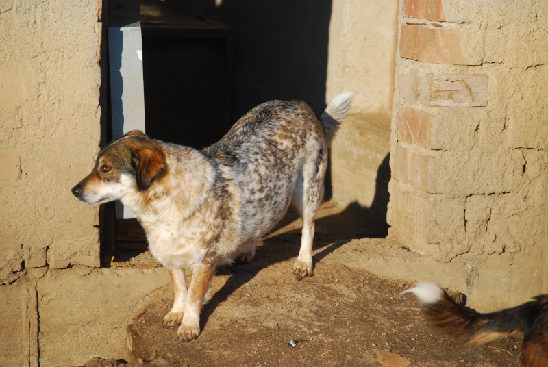 Titza, chienne de taille moyenne, née en 2011 Dsc_0839