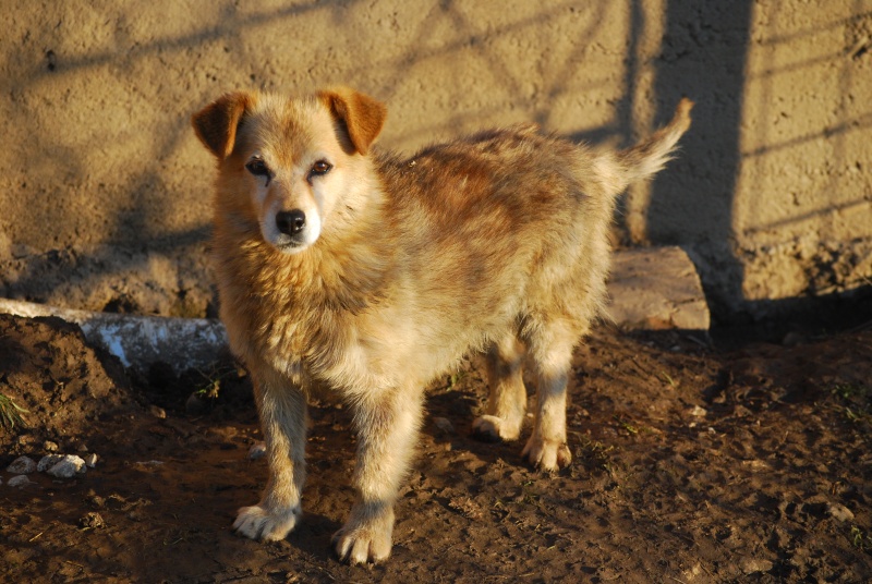 Bibica, chienne de taille moyenne née en 2010 Dsc_0916