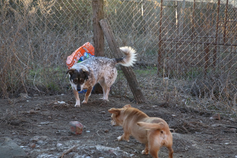 Titza, chienne de taille moyenne, née en 2011 Hx9a0218