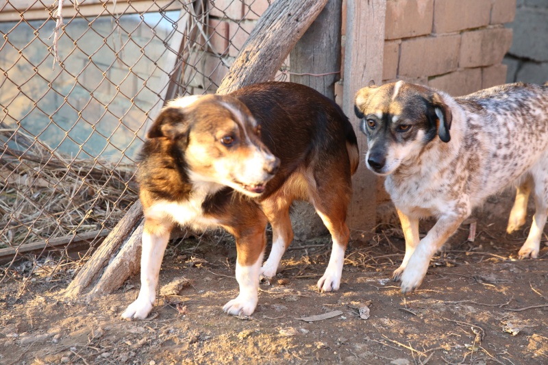 Titza, chienne de taille moyenne, née en 2011 Hx9a0219