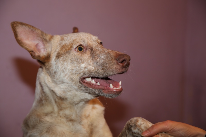 Aida, petite chienne née en mai 2015, taille moyenne Hx9a1111