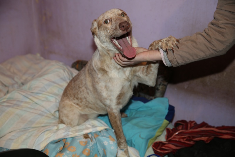 Aida, petite chienne née en mai 2015, taille moyenne Hx9a1113