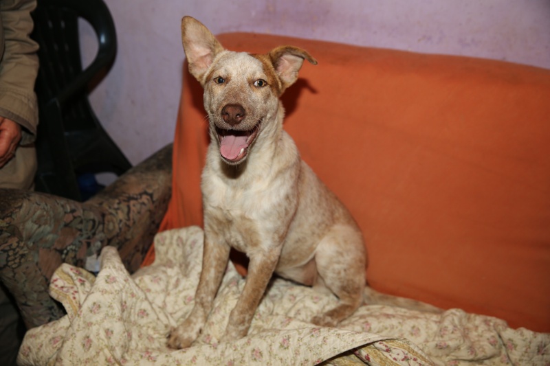 Aida, petite chienne née en mai 2015, taille moyenne Hx9a8410
