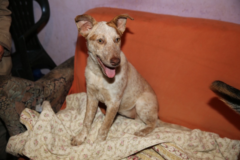 Aida, petite chienne née en mai 2015, taille moyenne Hx9a8411