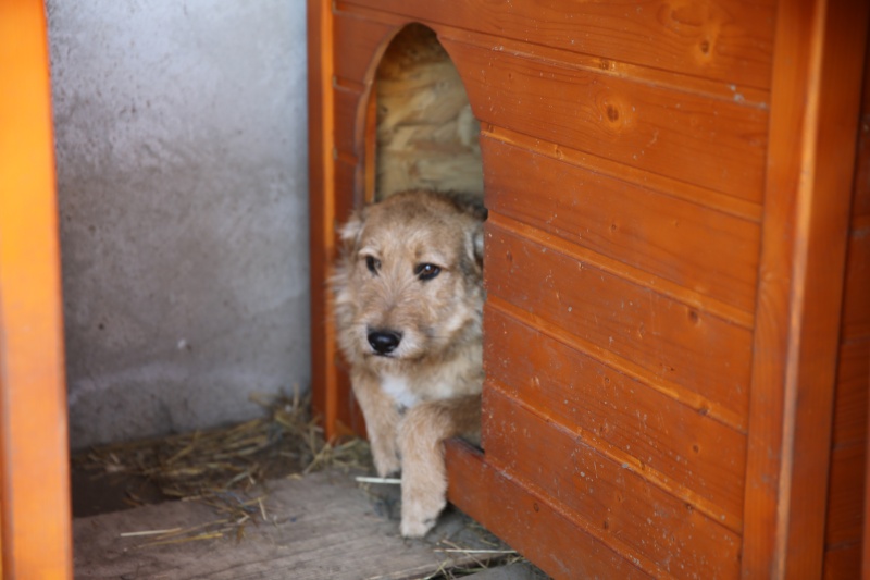 O'Maley, petit chiot adorable, né en mai 2015  Hx9a9621