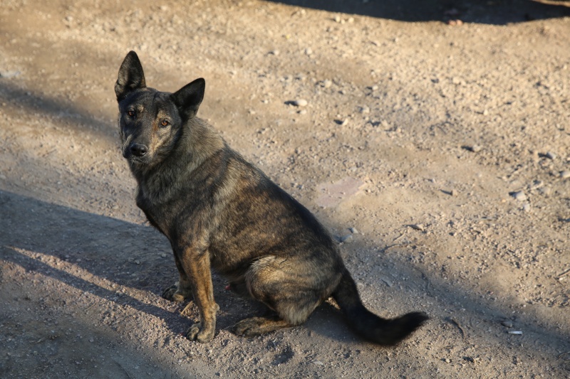 Pepper, jeune chien joueur, né en février 2015 Hx9a9915