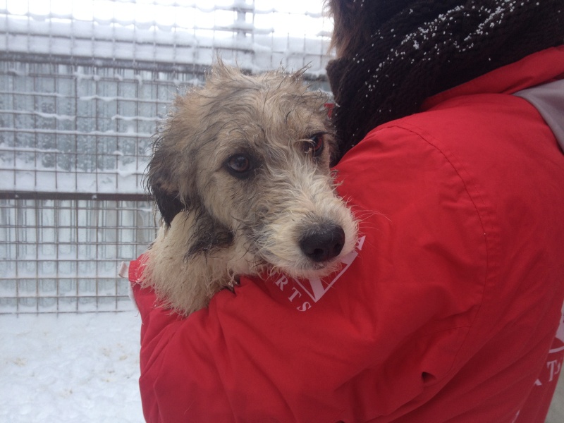 Clovis, chiot taille moyenne, né en mai 2015  Img_4113