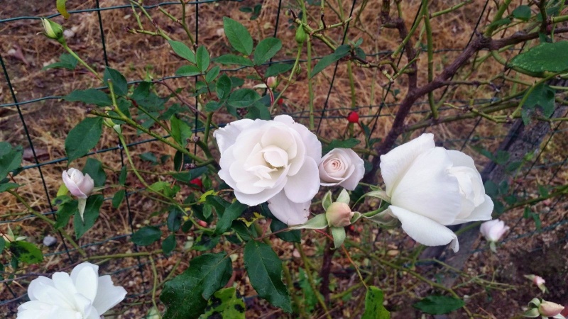 belle rose de janvier 20160110