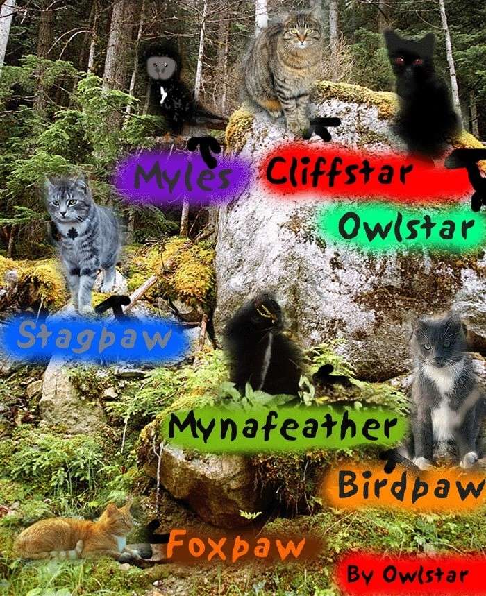 Owlstar's Gallery Catsin10