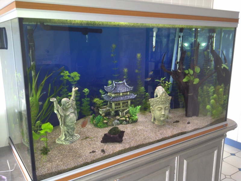 Présentation de nos aquariums Img-2014