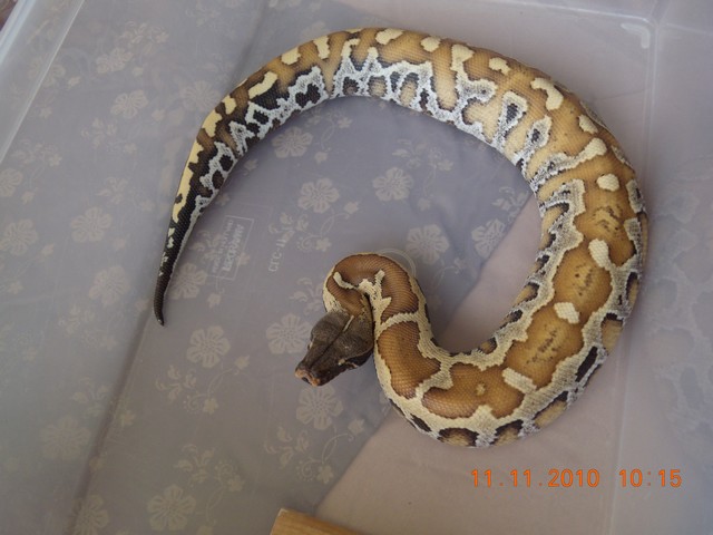 couple de python curtus(black sumatra) et male brongersmai classique Brong_12