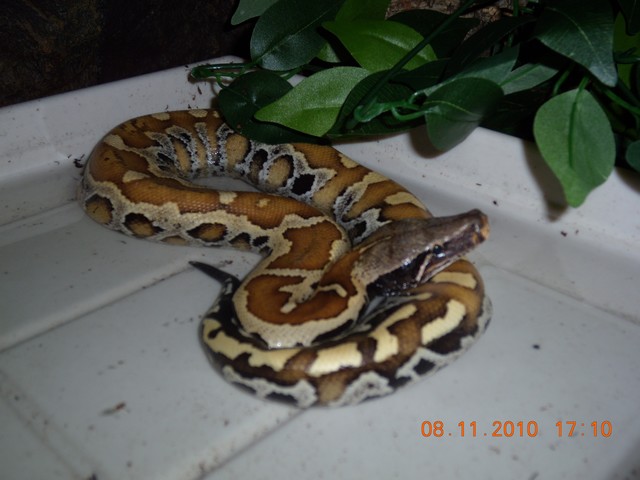 couple de python curtus(black sumatra) et male brongersmai classique Brong_13