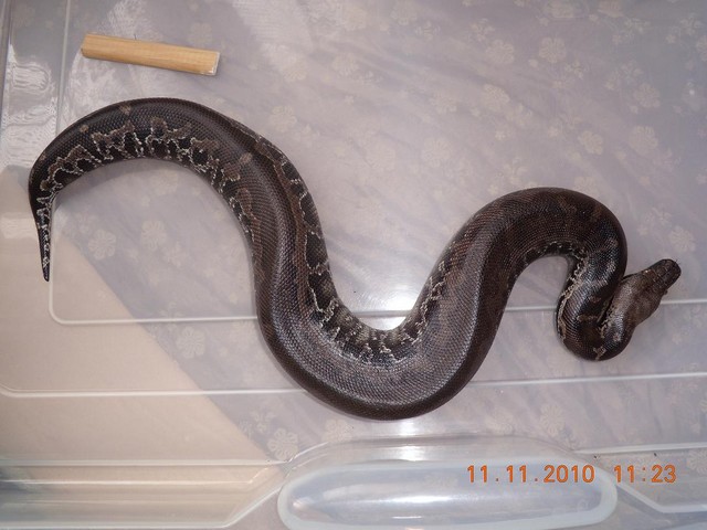 couple de python curtus(black sumatra) et male brongersmai classique Curtus10