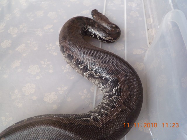 couple de python curtus(black sumatra) et male brongersmai classique Curtus11