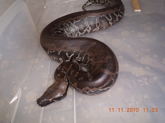 couple de python curtus(black sumatra) et male brongersmai classique Curtus13