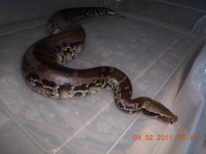 couple de python curtus(black sumatra) et male brongersmai classique Dscn2214