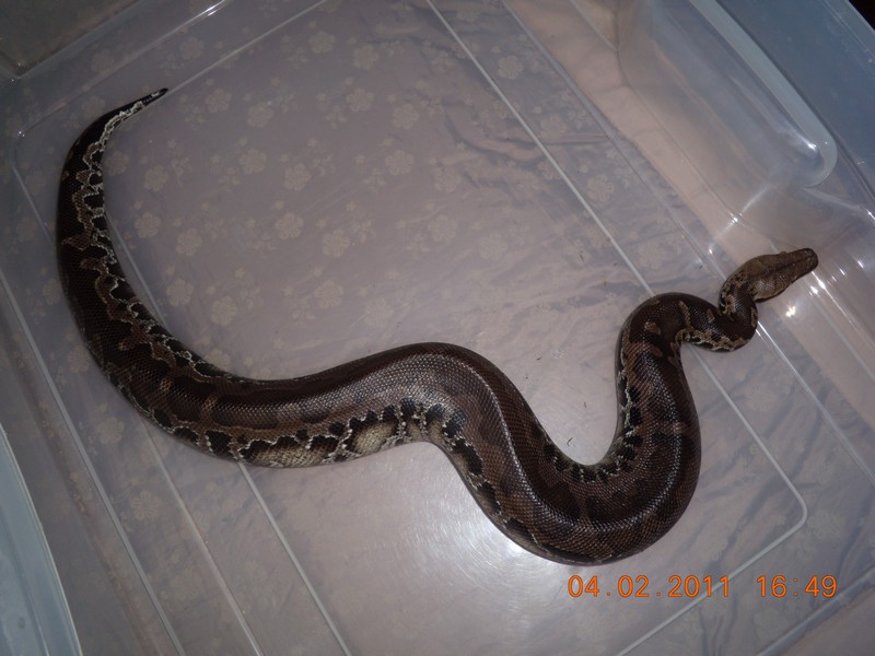 couple de python curtus(black sumatra) et male brongersmai classique Dscn2215