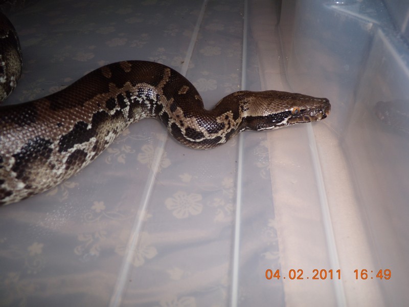 couple de python curtus(black sumatra) et male brongersmai classique Dscn2216