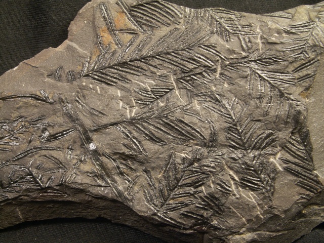 Alethopteris Sternberg 1825. Morlan10
