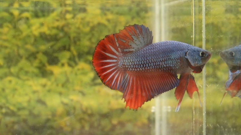 repro betta Myle_610