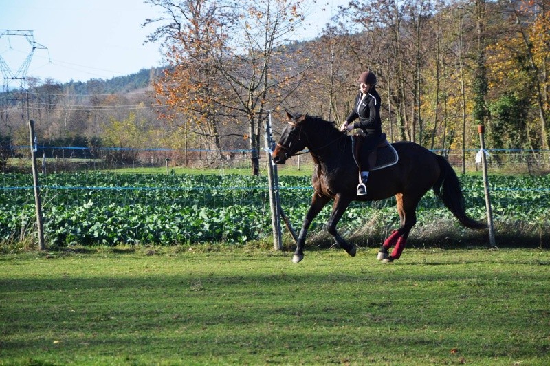 CHERCHEUR DE VERNAY - cheval de sport belge de 2008 C710