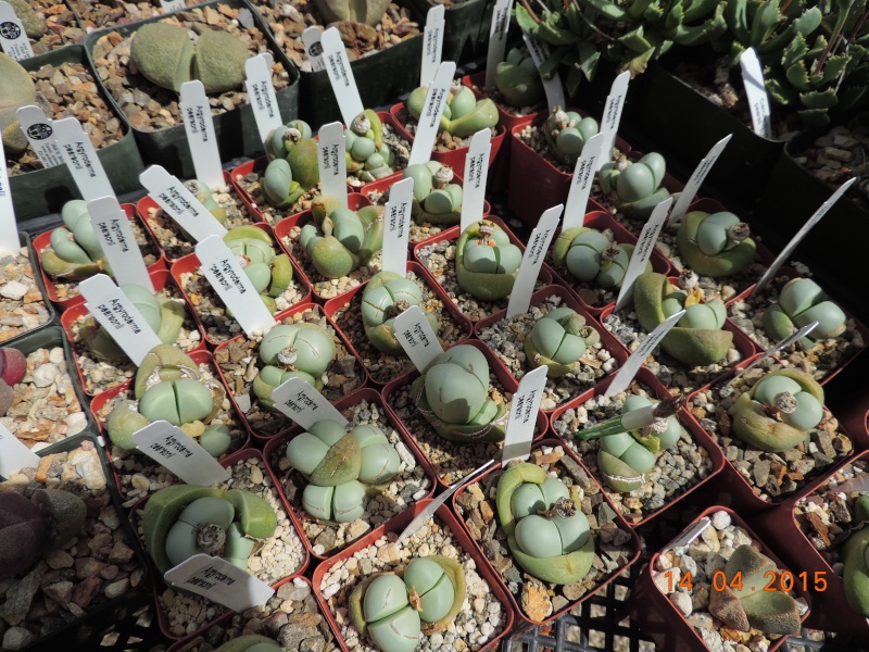 Cacti and Sukkulent in Köln, every day new flowers in the greenhouse Part 135 9094410