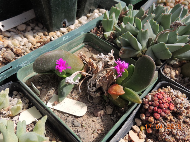 Cacti and Sukkulent in Köln, every day new flowers in the greenhouse Part 135 9157310