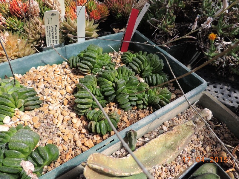 Cacti and Sukkulent in Köln, every day new flowers in the greenhouse Part 135 9157710