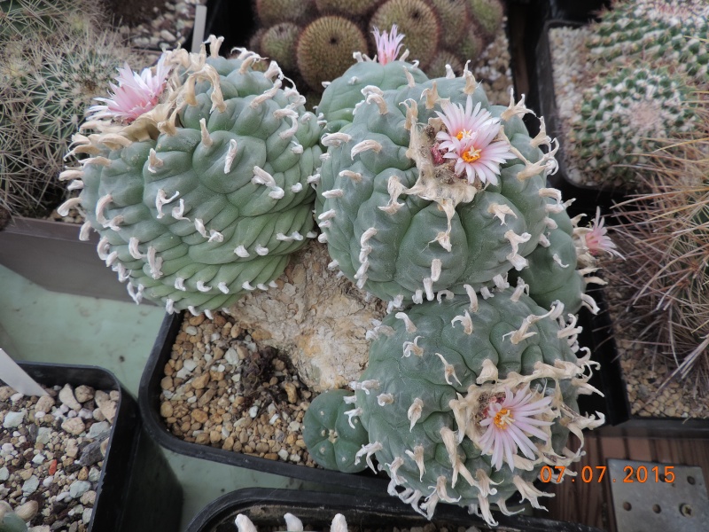 Cacti and Sukkulent in Köln, every day new flowers in the greenhouse Part 136 Bild_125