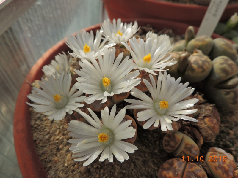 Cacti and Sukkulent in Köln, every day new flowers in the greenhouse Part 136 Bild_181