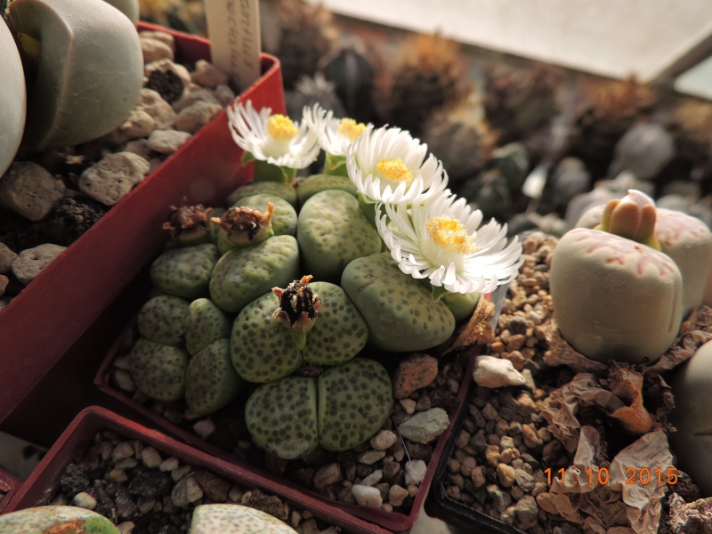 Cacti and Sukkulent in Köln, every day new flowers in the greenhouse Part 136 Bild_187