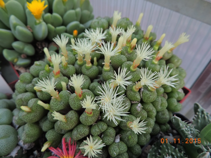 Cacti and Sukkulent in Köln, every day new flowers in the greenhouse Part 136 Bild_206