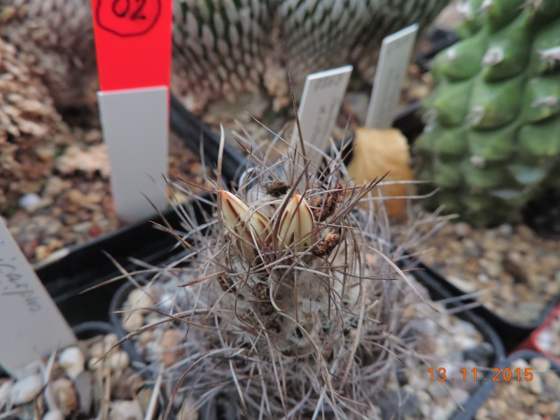 Cacti and Sukkulent in Köln, every day new flowers in the greenhouse Part 137 Bild_234