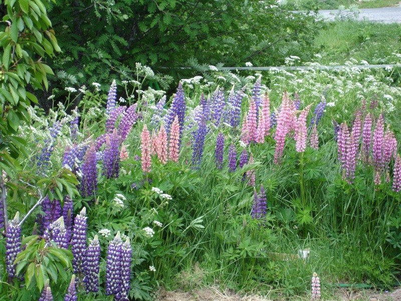 Vers le temps des lupins 07615