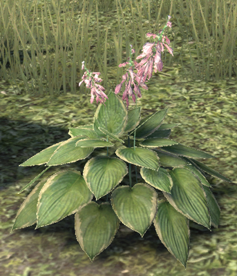 hosta_11.jpg