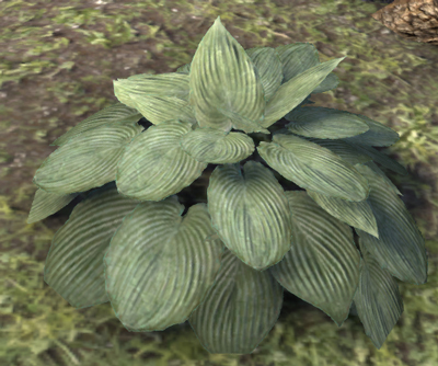 hosta_12.jpg