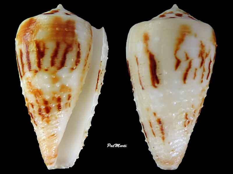 Conus (Strategoconus) striatellus lictor   (Boivin, 1864) Conus-14